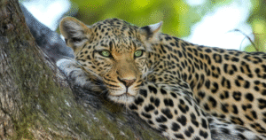 Amur Leopard