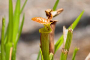 Top 5 Endangered Plants Fighting for Survival