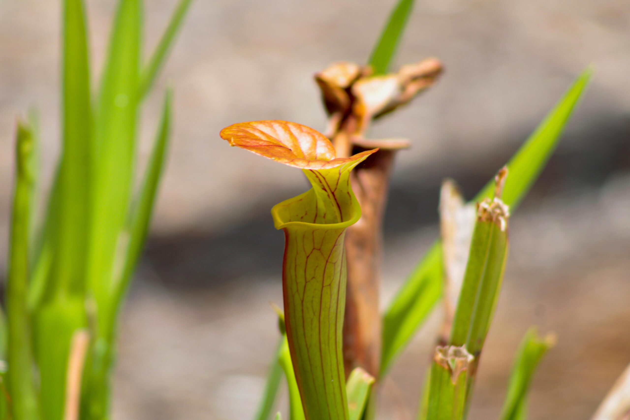 Read more about the article Top 5 Endangered Plants Fighting for Survival